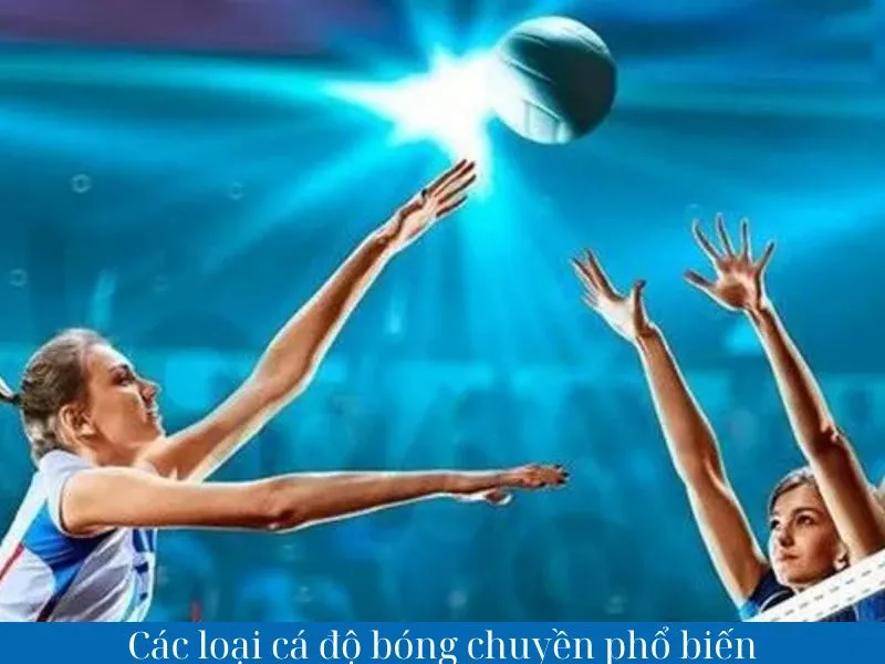 Các loại cá độ bóng chuyền J88 phổ biến