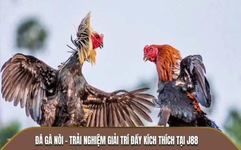 Đá Gà Nòi - Trải Nghiệm Giải Trí Đầy Kích Thích Tại J88