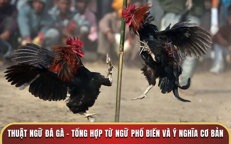 Thuật Ngữ Đá Gà J88 - Tổng Hợp Từ Ngữ Phổ Biến